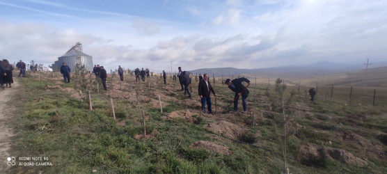 04.11.2025 – ci il tarixdə Qobustan rayonu ərazisində “Zəfər Günü” ilə əlaqədar ağacəkmə aksiyası keçirilmişdir.