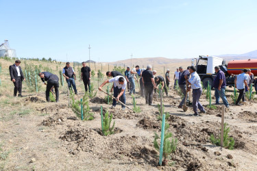 27 Sentyabr – Anım Günü ilə əlaqədar Qobustanda ağacəkmə aksiyası keçirilib.