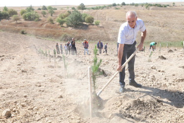 27 Sentyabr – Anım Günü ilə əlaqədar Qobustanda ağacəkmə aksiyası keçirilib.