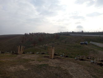 27.11.2025 - ci il tarixdə Qobustan Rayon İcra Hakimiyyətinin başçısı Adil Məmmədov Təklə kəndi ərazisində Ekologiya və Təbii sərvətlər nazirliyinin təşkilatçılığı ilə keçirilən ağacəkmə aksiyasında iştirak etmişdir.