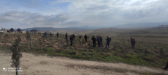 04.11.2025 – ci il tarixdə Qobustan rayonu ərazisində “Zəfər Günü” ilə əlaqədar ağacəkmə aksiyası keçirilmişdir.