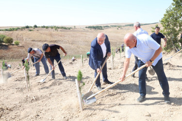 27 Sentyabr – Anım Günü ilə əlaqədar Qobustanda ağacəkmə aksiyası keçirilib.